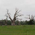 The Petrified Oak Forest of Mundon